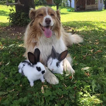 Апартаменты Adamhof Spielberg